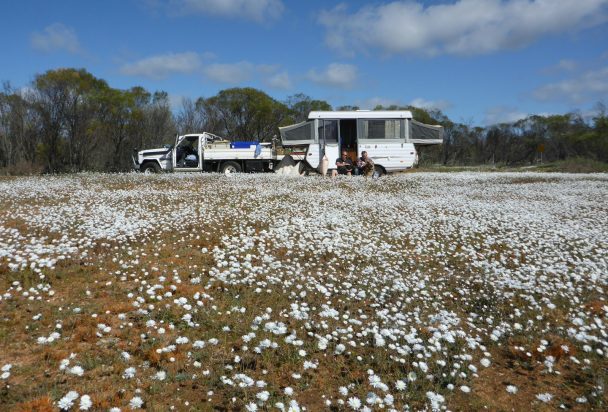 Caravan and 4WD camped among wildflowers near Perth, Western Australia